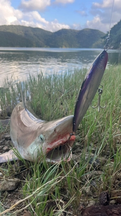 サメの釣果