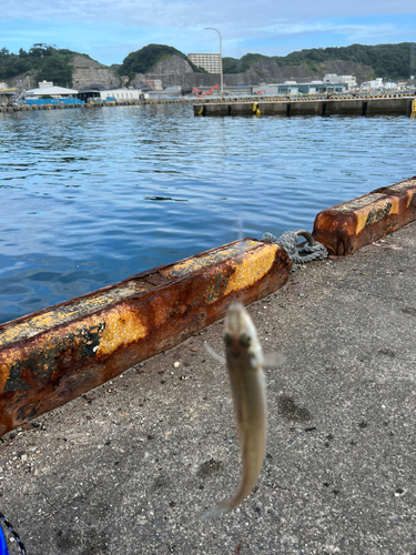 キスの釣果