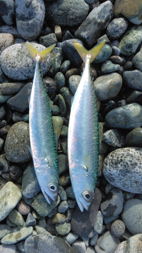 サバの釣果