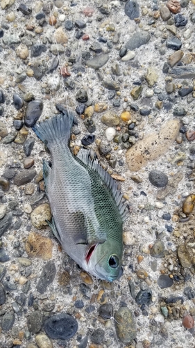 メジナの釣果