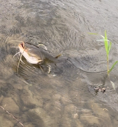 ナマズの釣果