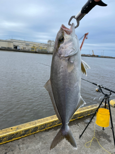 ショゴの釣果