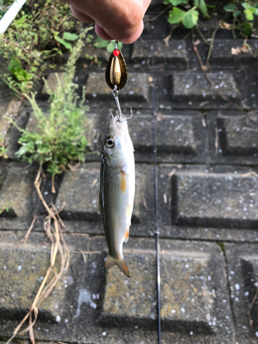 ウグイの釣果