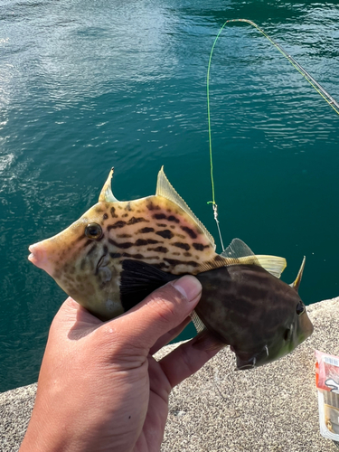 カワハギの釣果