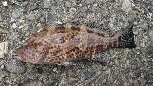 オオモンハタの釣果