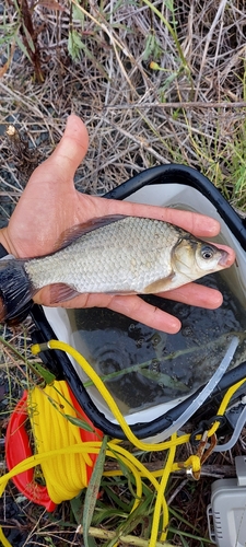 マブナの釣果