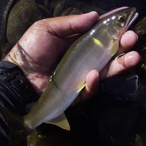 アユの釣果