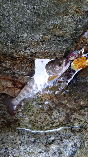 アマゴの釣果