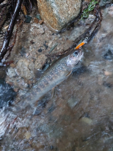 イワナの釣果