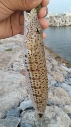 オグロトラギスの釣果