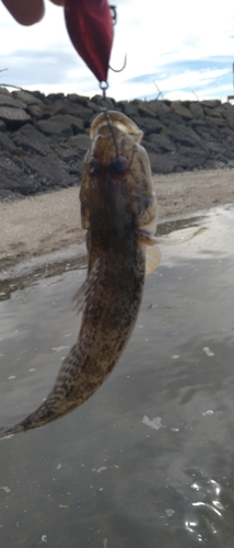 ハゼの釣果