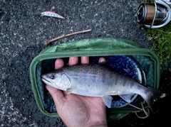 アマゴの釣果