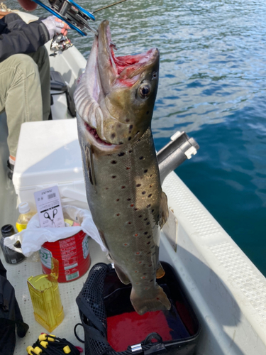 ブラウントラウトの釣果