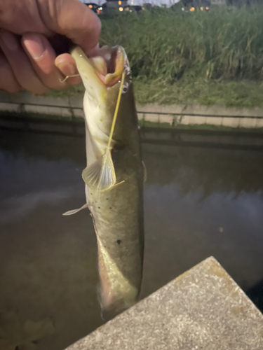 ナマズの釣果