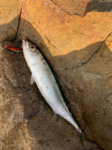 ゴマサバの釣果