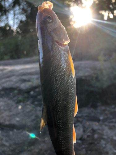 ウグイの釣果