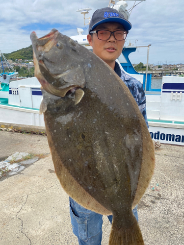 ヒラメの釣果