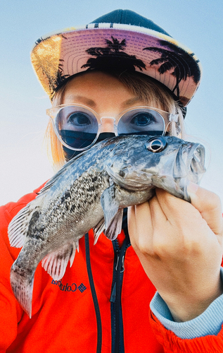 クロソイの釣果