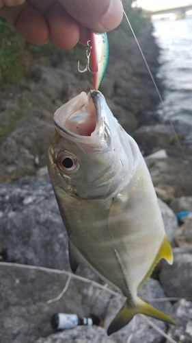 ギンガメアジの釣果