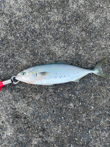 イナダの釣果