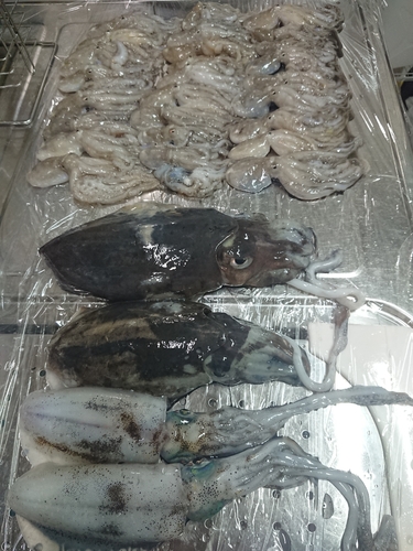 イイダコの釣果