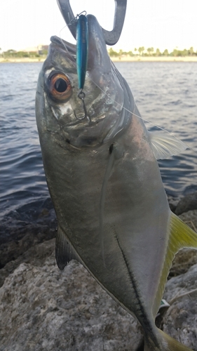 ギンガメアジの釣果