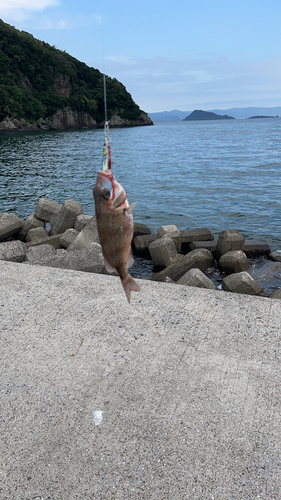 チャリコの釣果