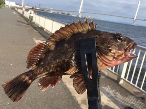 カサゴの釣果