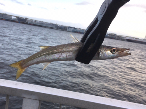 カマスの釣果