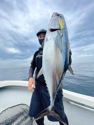 コシナガマグロの釣果