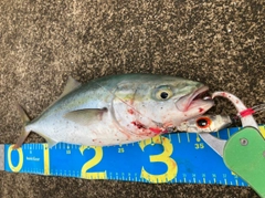 ツバスの釣果