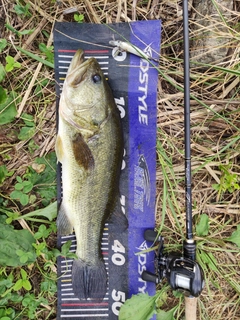ラージマウスバスの釣果