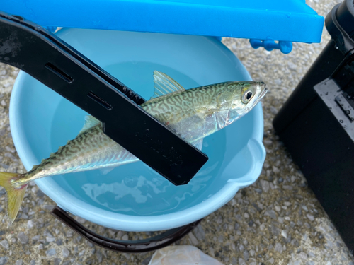 サバの釣果