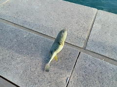 クサフグの釣果