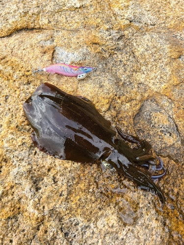 アオリイカの釣果