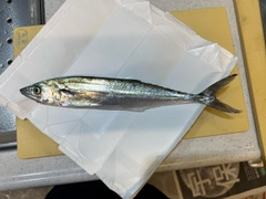 サゴシの釣果