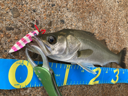 シーバスの釣果