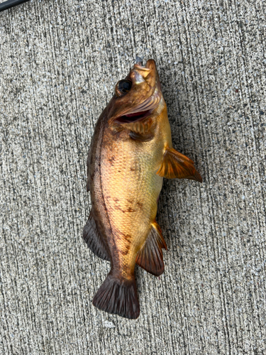 メバルの釣果