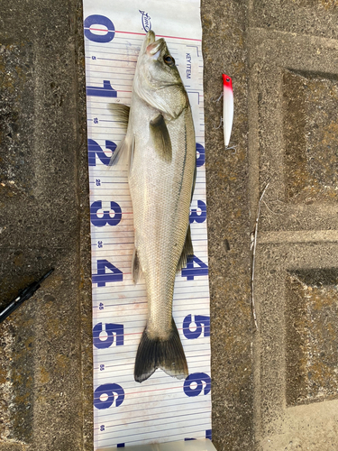 シーバスの釣果