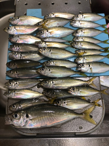 アジの釣果