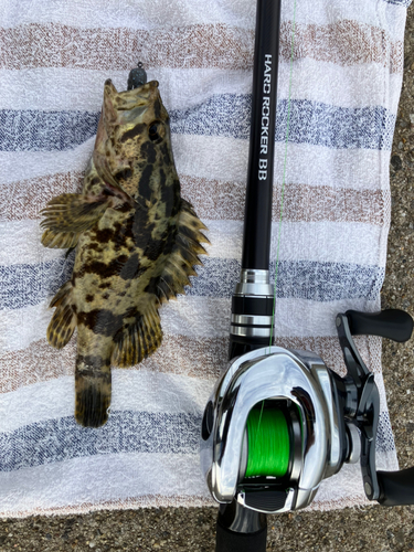 タケノコメバルの釣果