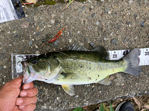 ブラックバスの釣果