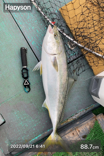 ブリの釣果