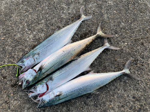 サゴシの釣果