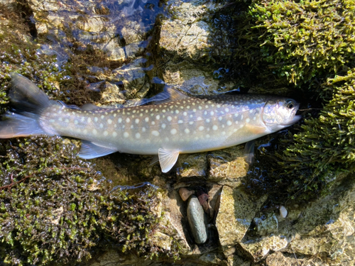 イワナの釣果