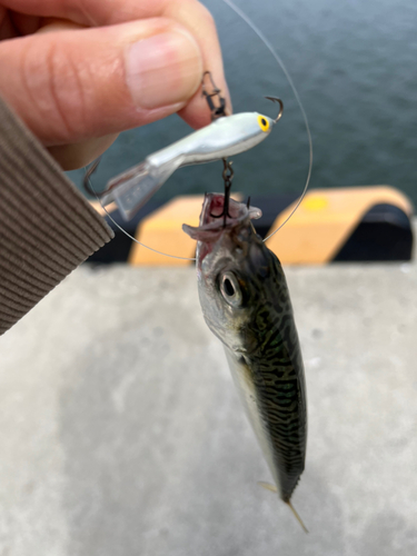 サバの釣果