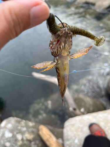 アナハゼの釣果