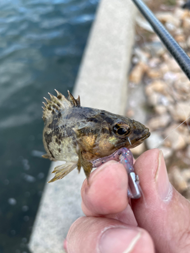 タケノコメバルの釣果