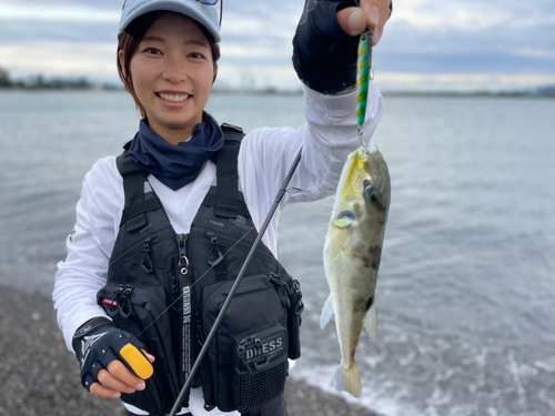 シロサバフグの釣果