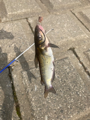 アメリカナマズの釣果